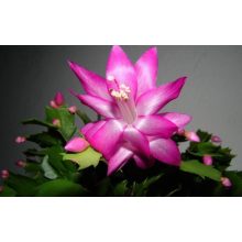 GARRI Kaktuszokhoz tápoldat 0.5 literes