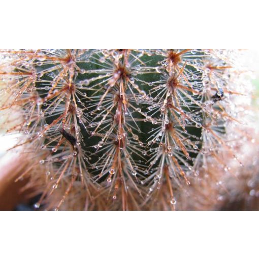 GARRI Kaktuszokhoz tápoldat 0.5 literes