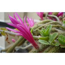 GARRI Kaktuszokhoz tápoldat 0.5 literes