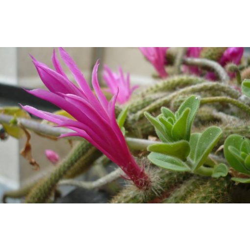 GARRI Kaktuszokhoz tápoldat 0.5 literes