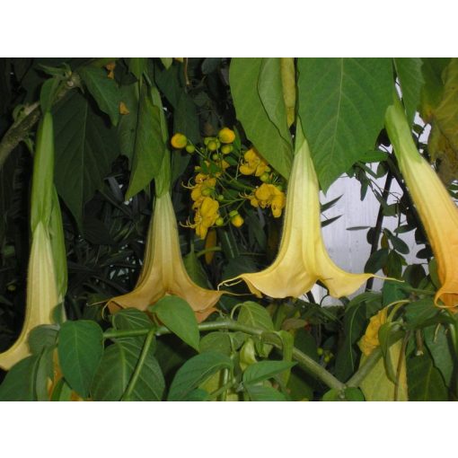 GARRI Mediterrán tápoldat 1 Literes