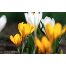 GARRI Virágzásindító tápoldat 1 Literes