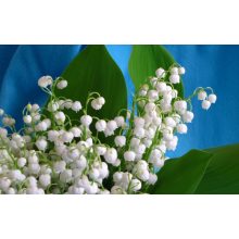 GARRI Virágzásindító tápoldat 1 Literes