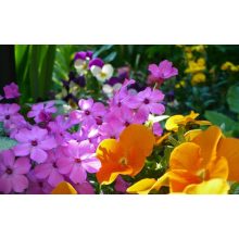 GARRI Virágzásindító tápoldat 1 Literes