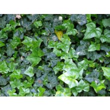 GARRI Örökzöldekhez és Rhododendronokhoz tápoldat