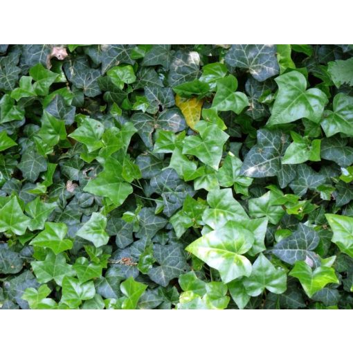 GARRI Örökzöldekhez és Rhododendronokhoz tápoldat