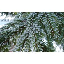 GARRI Örökzöldekhez és Rhododendronokhoz tápoldat