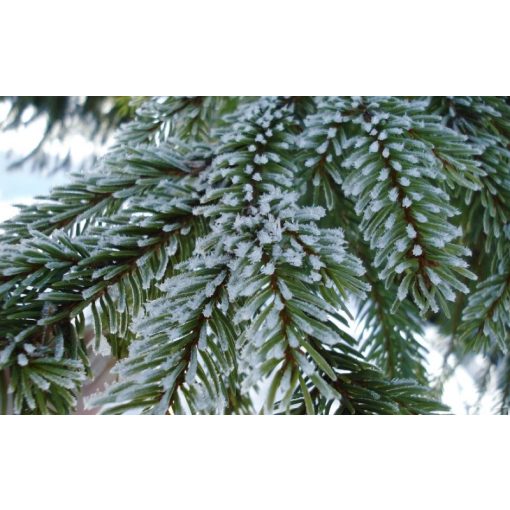 GARRI Örökzöldekhez és Rhododendronokhoz tápoldat