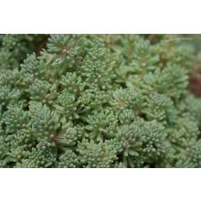 GARRI Örökzöldekhez és Rhododendronokhoz tápoldat