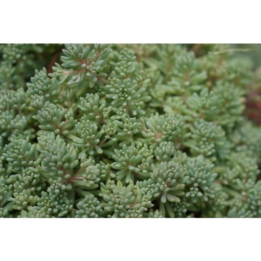 GARRI Örökzöldekhez és Rhododendronokhoz tápoldat