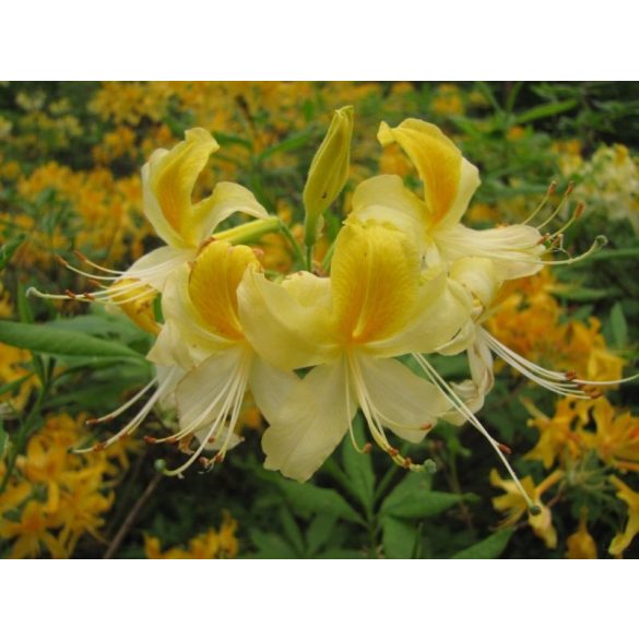 GARRI"A" Virágföld: Rhododendron és azáleaföld 20 literes
