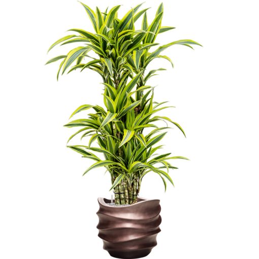 Baq Gradient Lee Couple Matt Coffee ghiveci decorativ