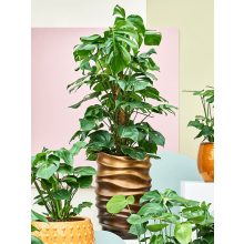 Baq Gradient Lee Partner Matt Honey Brown