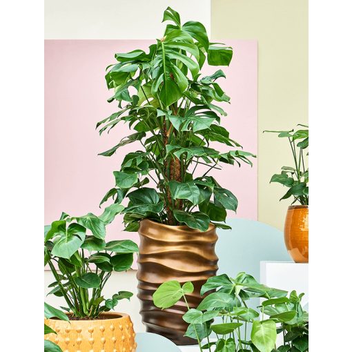 Baq Gradient Lee Partner Matt Honey Brown