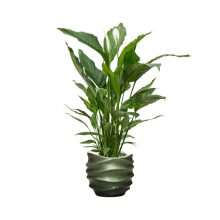 Baq Gradient Lee Couple Matt Forest Green