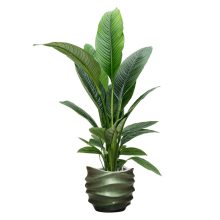 Baq Gradient Lee Couple Matt Forest Green