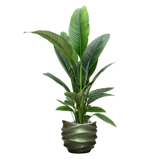 Baq Gradient Lee Couple Matt Forest Green