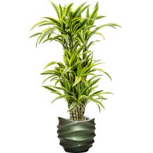 Baq Gradient Lee Couple Matt Forest Green