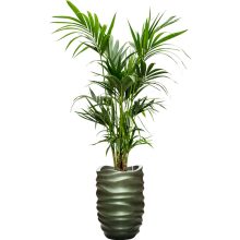 Baq Gradient Lee Partner Matt Forest Green