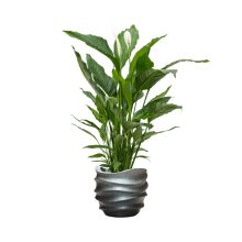 Baq Gradient Lee Couple Matt Grey