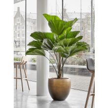 Baq Gradient Balloon Matt Honey ghiveci decorativ