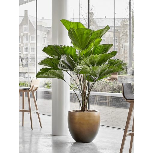 Baq Gradient Balloon Matt Honey ghiveci decorativ