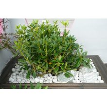 Kerti díszkavicsok: Bianco Carrara kavics 25 kg (fehér) 