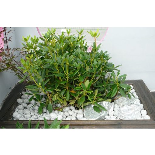 Kerti díszkavicsok: Bianco Carrara kavics 25 kg (fehér) 