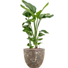 Lava Couple Relic Rust Metal planter