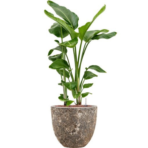 Lava Couple Relic Rust Metal planter