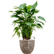 Lava Couple Relic Rust Metal planter