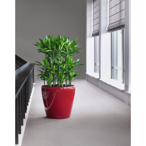 Lechuza Classico Premium önöntöző készlet nélkül