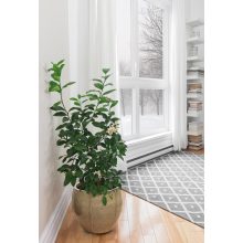 Luxor Couple Desert kerámia kaspó 55x55 cm