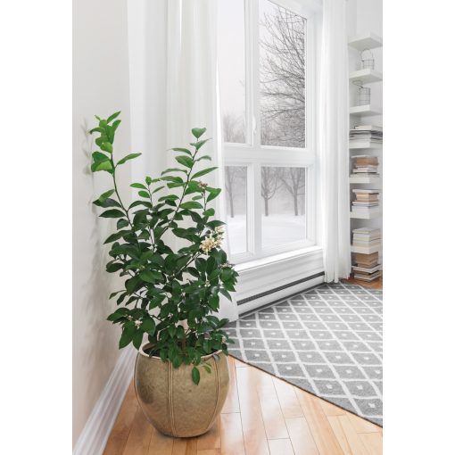 Luxor Couple Desert kerámia kaspó 55x55 cm