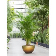 Metallic Silver leaf Bowl Matt Honey kaspó 45x27 cm