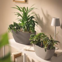 Lechuza Navio Color 10 