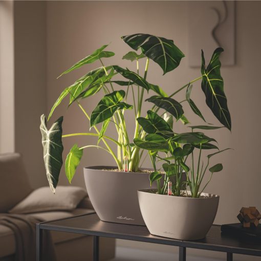 Lechuza Navio Color 10 