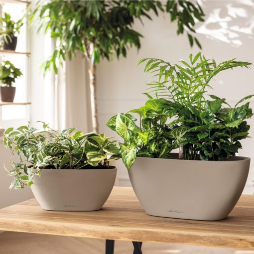 Lechuza Navio Color 10 