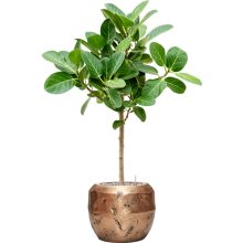 Baq Opus Raw Couple Gold Pflanzkübel