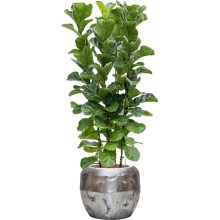 Baq Opus Raw Couple Silver Übertop