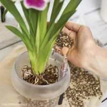 Lechuza Orchidea Pon