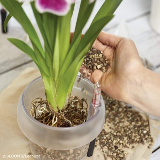 Lechuza Orchidea Pon