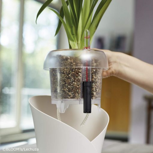 Lechuza Orchidea Pon