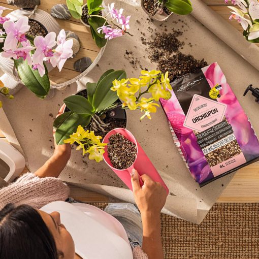 Lechuza Orchidea Pon