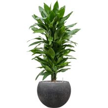 Raindrop Globe Anthracite ghiveci decorativ