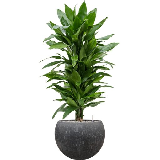 Raindrop Globe Anthracite ghiveci decorativ