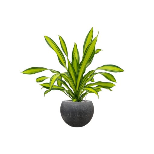 Raindrop Globe Anthracite ghiveci decorativ