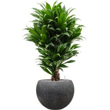 Raindrop Globe Anthracite ghiveci decorativ