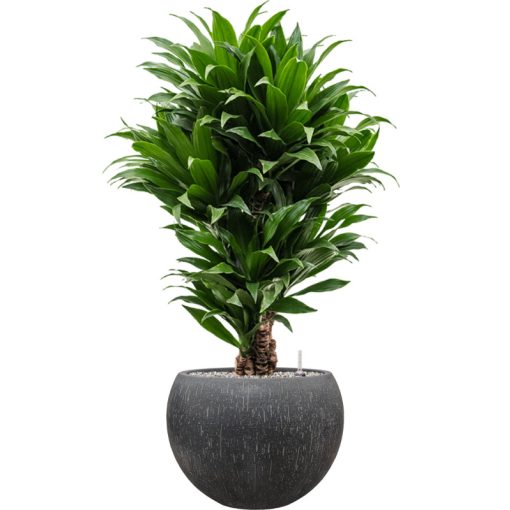 Raindrop Globe Anthracite ghiveci decorativ
