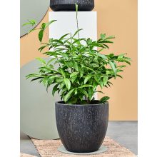 Raindrop Couple Anthracite ghiveci decorativ